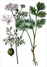 Coriander