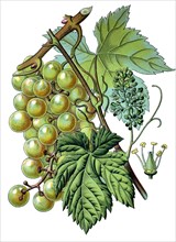 Common grape vine