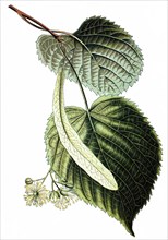 Large-leaved linden, lime