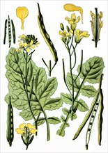 Black mustard, rapeseed, oilseed rape