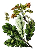 Quercus commonly