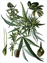 Cannabis sativa