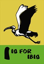 I is for Ibis 1923