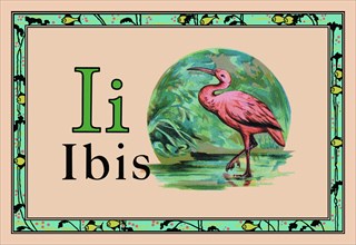 Ibis 1926