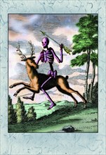 Skeleton on Buck 1764