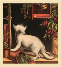 Disappointed Kitten 1877