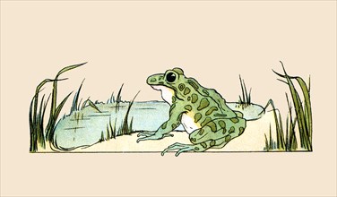 Pond Frog 1913