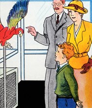 Pet Shop Parrot 1938