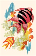Tropical Fish 1935