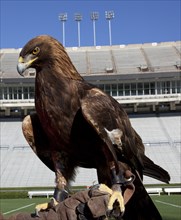 Auburn mascot Bald Eagle 2010