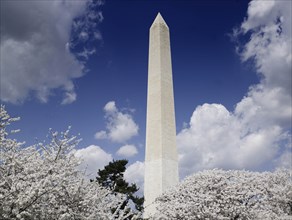 Washington Monument and cherry trees 2007