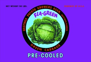 Fla-Green Green Cabbage