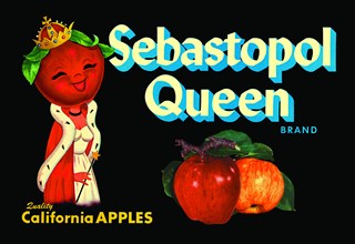 Sebastopol Queen Brand Apples