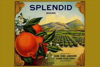 Splendid Brand Citrus