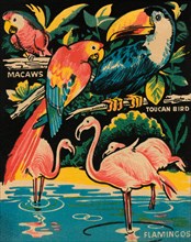 Tropical Hobbyland - Birds 1930