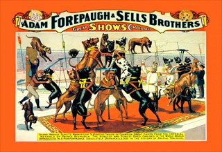 Troupe of Champion Great Danes: Adam Forepaugh and Sells Brothers Great Shows Consolidated 1900