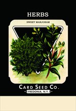 Herbs: Sweet Marjoram