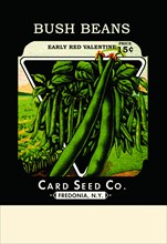 Bush Beans: Early Red Valentine