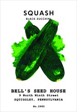 Squash: Black Zucchini