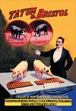 Tatum and Bristol's Troupe of Trained Pigs 1898