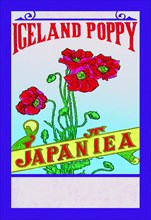 Iceland Poppy Tea