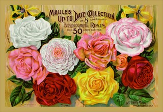 Maule's Up to Date Collection