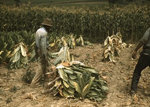 Cutting Burley tobacco  1940