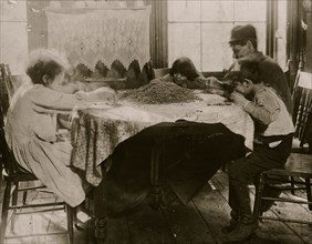Italian Damily Picks Coffee sweepings 1910
