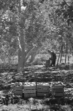 Harvesting Pears 1939