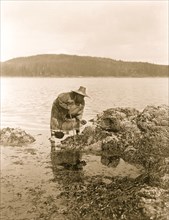 Gathering abalones--Nakoaktok 1910