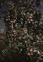 Peaches on a tree, orchard in Delta County, Colo. 1940