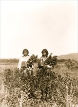 Goldenrod meadows--Piegan 1910