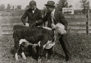 11 boys and 2 girls in Hillsboro are each taking a calf furnished by the County Farm Bureau on credit, 1921