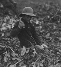 Beet Farming outside of Fort Collins, CO 1915