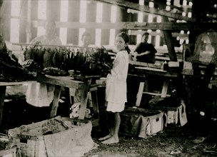 12 yr. old girl "passing" leaves to stringers, tobacco-shed of Hackett farm 1917