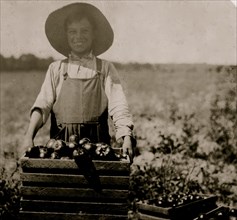 12-year old boy carrying heavy crate of tomatoes on farm of W.T. Hill. He has been earning $1.25 a day steady all Summer 1916