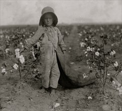 5-year old Harold Walker Picks Cotton 1916