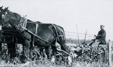 A Giddings beet-puller, drawn by 4 horses. The two knives pass along the sides of the beet rows and loosen the soil -- but they do not pull the beets -- the workers finish pulling by hand, often with ...
