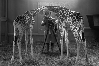 Giraffes marvel at the Camera 1926