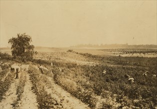 Strawberry Fields 1909
