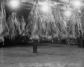 Abattoir with Bodies of Beef Hanging in Freezer 1923