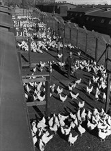 Poultry farm 1943
