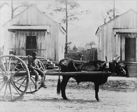 Black ox-team, Thomasville, Georgia. 1886