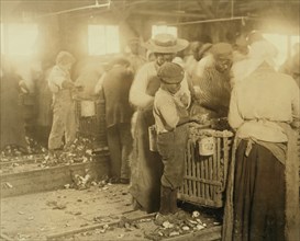 African American Children in Oyster Shucking Factory 1913