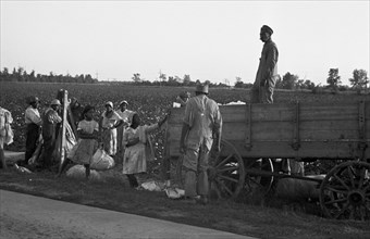 African American Cotton Pickers 1935