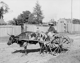 Mammy going to market 1902