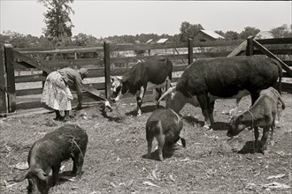 African American in a cow pen feeds and acres for the animals 1939