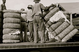 African American Loading cotton in Natchez, Mississippi 1935