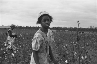African American Picking cotton, Pulaski County, Arkansas 1935