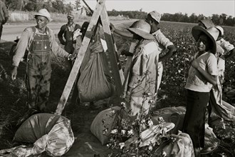 African American Weighing in cotton. Pulaski County, Arkansas 1935